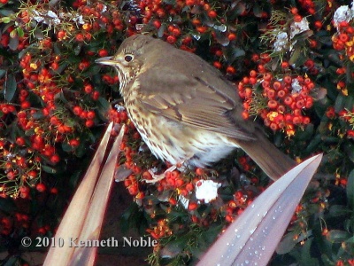 song thrush (Turdus philomelos) Kenneth Noble